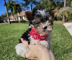 Small Photo #1 Biewer Yorkie Puppy For Sale in SARASOTA, FL, USA