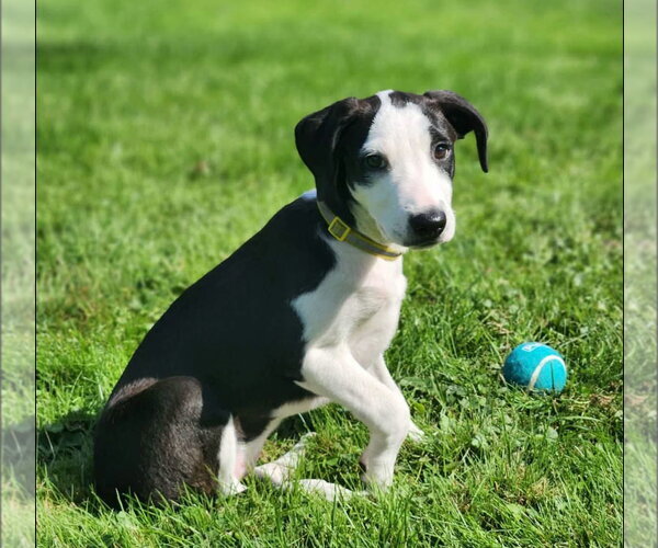 Medium Photo #1 Catahoula Leopard Dog-Unknown Mix Puppy For Sale in Alexander, AR, USA