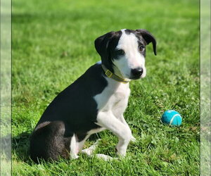 Catahoula Leopard Dog-Unknown Mix Dogs for adoption in Alexander, AR, USA