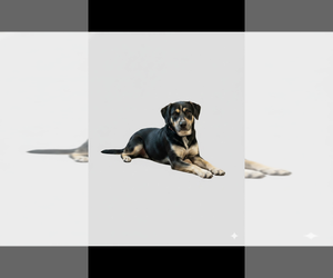 Father of the German Shepherd Dog-Schnauzer (Standard) Mix puppies born on 06/09/2026
