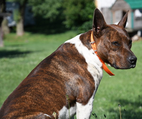 Medium Photo #2 Rat Terrier Puppy For Sale in PETERSBURG, PA, USA