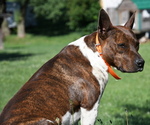 Small #1 Rat Terrier