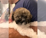 Small #1 Poochon