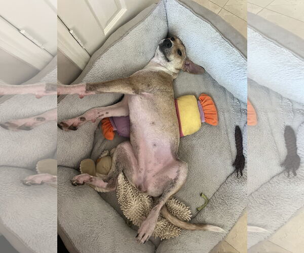 Medium Photo #8 Labrenees Puppy For Sale in The Woodlands, TX, USA