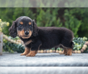 Medium Dachshund