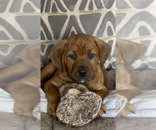 Medium Photo #10 Mutt Puppy For Sale in Mooresville, NC, USA