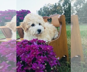 Poochon Puppy for sale in NIANGUA, MO, USA