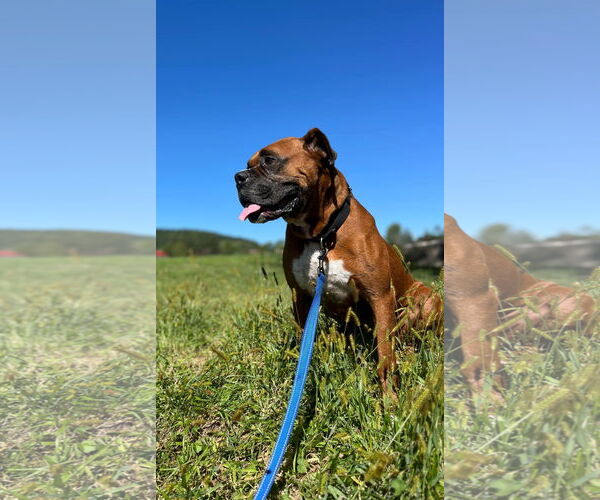 Medium Photo #1 Boxer Puppy For Sale in Burnsville, MN, USA