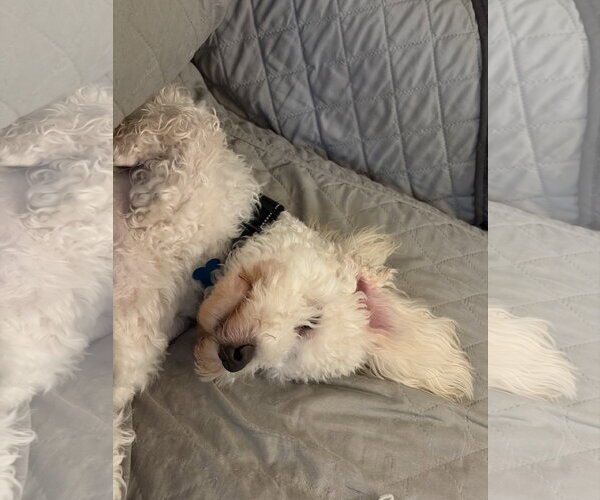 Medium Photo #3 Maltese-Unknown Mix Puppy For Sale in Plainfield, IL, USA