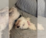 Small #2 Maltese Mix