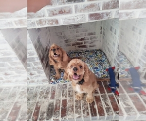 Cocker Spaniel Puppy for sale in LITHONIA, GA, USA