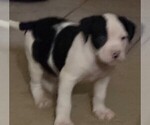 Puppy spanks American Bulldog