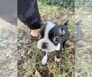 Boston Terrier Puppy for sale in FREDONIA, KS, USA