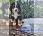 Puppy Barney Bernese Mountain Dog