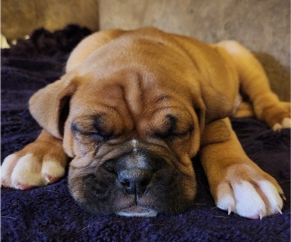 Medium Photo #10 Boxer Puppy For Sale in EAST LONGMEADOW, MA, USA