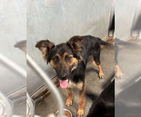 Medium Photo #1 Australian Shepherd Puppy For Sale in Stockton, CA, USA