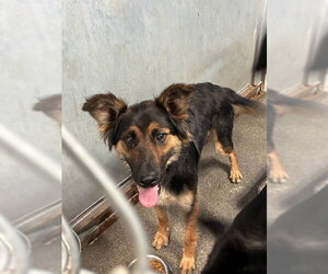 Australian Shepherd Dogs for adoption in Stockton, CA, USA