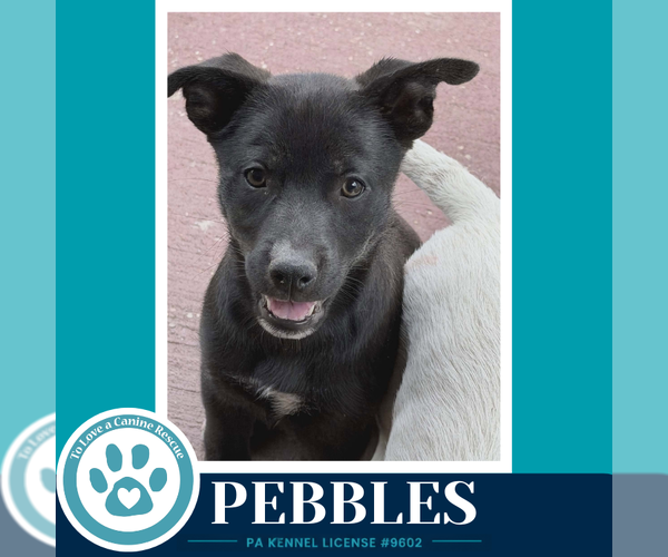 Medium Photo #3 Border Collie-Unknown Mix Puppy For Sale in Kimberton, PA, USA