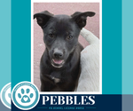 Small #2 Border Collie Mix