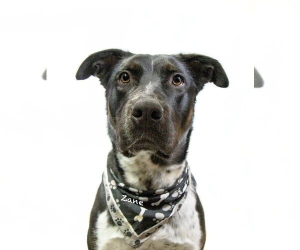 Medium Photo #2 Pointer-Unknown Mix Puppy For Sale in Hot Springs Village, AR, USA