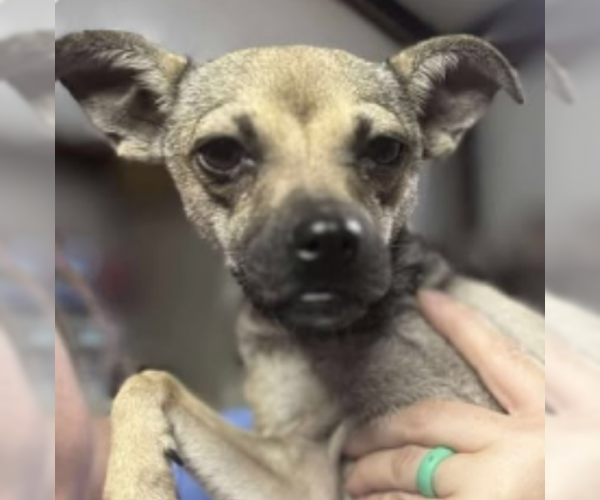 Medium Photo #1 Chihuahua-Unknown Mix Puppy For Sale in Coralville, IA, USA
