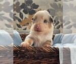 Small Photo #42 Australian Shepherd Puppy For Sale in LEBANON, IN, USA