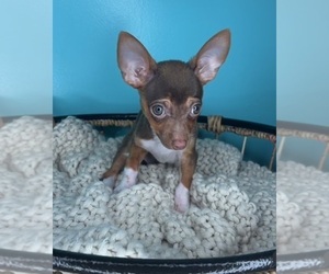 Chihuahua Puppy for sale in CHARLOTTE, NC, USA