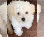 Small Photo #2 Poodle (Toy)-West Highland White Terrier Mix Puppy For Sale in RICHMOND, IL, USA