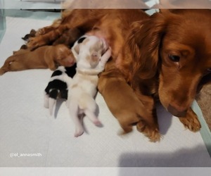 Mother of the Dachshund puppies born on 01/22/2023