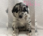 Small #2 Australian Shepherd