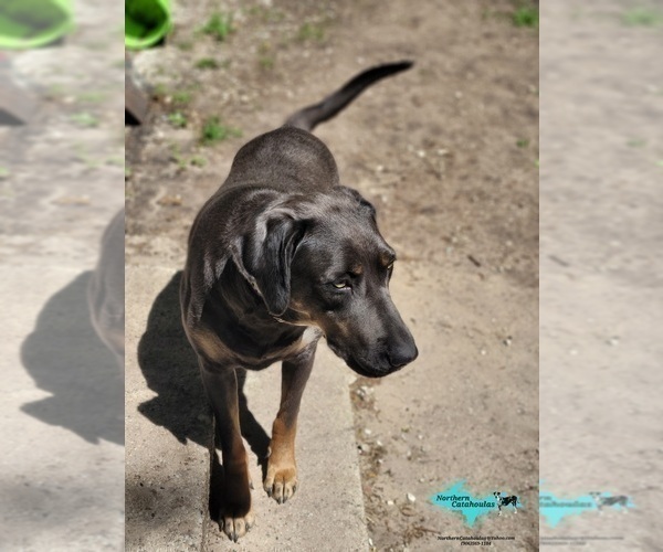 Medium Photo #1 Catahoula Leopard Dog Puppy For Sale in MORAN, MI, USA