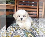 Miles - Male Mal-Shi Puppy for Sale - Photo #4