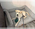 Small #1 Labrador Retriever