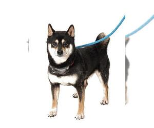 Shiba Inu Dogs for adoption in Vaughan, Ontario, Canada