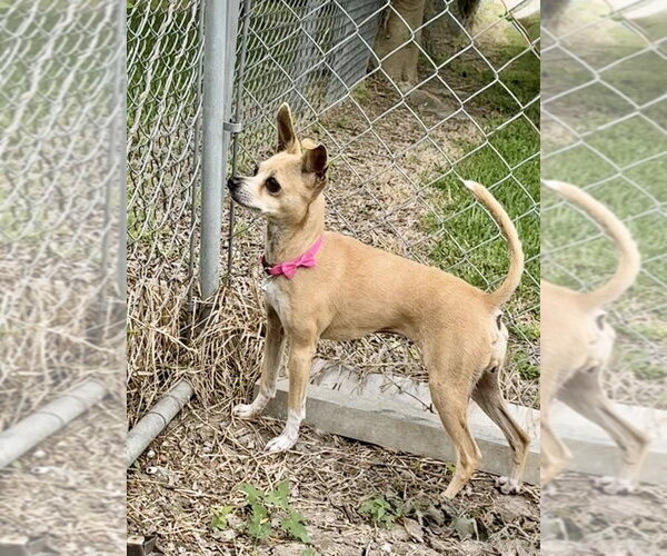 Medium Photo #4 Mutt Puppy For Sale in San Leon, TX, USA