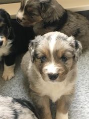 Miniature Australian Shepherd Puppy for sale in SUGAR LAND, TX, USA