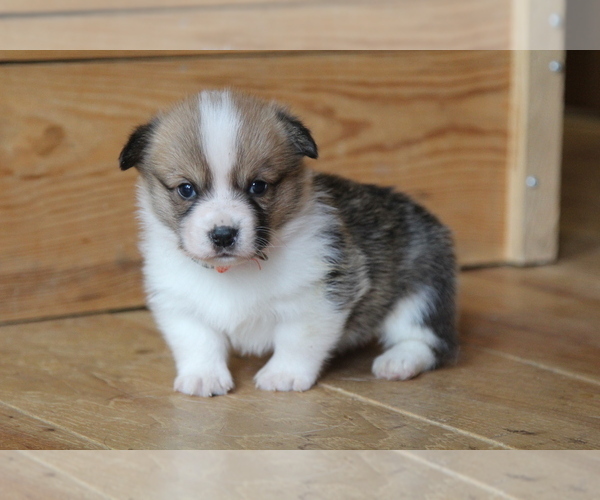 Medium Photo #2 Pembroke Welsh Corgi Puppy For Sale in FAIR GROVE, MO, USA