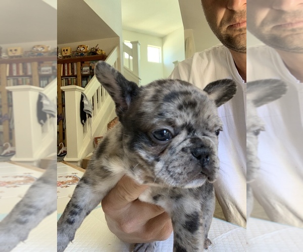 Medium Photo #3 French Bulldog Puppy For Sale in GILROY, CA, USA