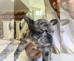 Small Photo #3 French Bulldog Puppy For Sale in GILROY, CA, USA