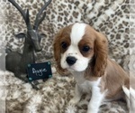 Small #7 Cavalier King Charles Spaniel
