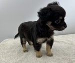 Small Photo #12 Chorkie Puppy For Sale in SAINT AUGUSTINE, FL, USA