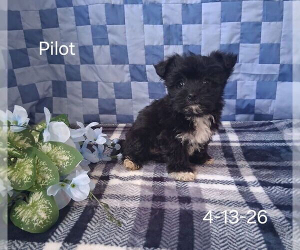 Medium Photo #2 Zuchon Puppy For Sale in MOUNT PLEASANT, MI, USA