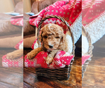 Small Photo #13 Goldendoodle mix (+ Poodle Miniature) Puppy For Sale in CARLISLE, PA, USA
