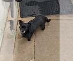 Small Photo #12 Chihuahua Puppy For Sale in Sandy, UT, USA