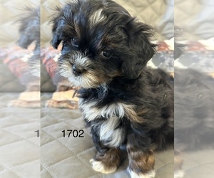 ShihPoo Puppy for sale in SILEX, MO, USA