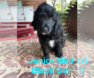 Aussiedoodle Miniature Dog for Adoption in GODLEY, Texas USA