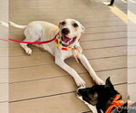 Small #1 American Pit Bull Terrier Mix
