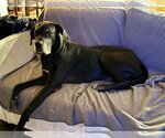 Small #2 Great Dane