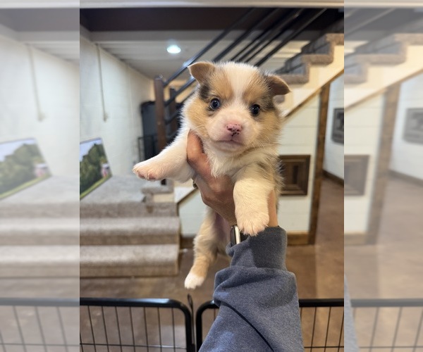 Medium Photo #2 American Corgi Puppy For Sale in APPLE GROVE, WV, USA