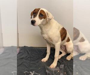 Medium American Foxhound Mix